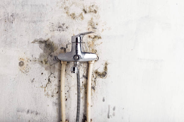 Best Residential Mold Removal  in Fairchild Af, WA