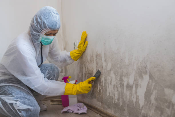 Best Mold Remediation Services  in Fairchild Af, WA