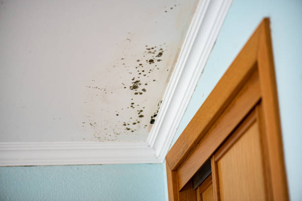 Best Black Mold Removal  in Fairchild Af, WA