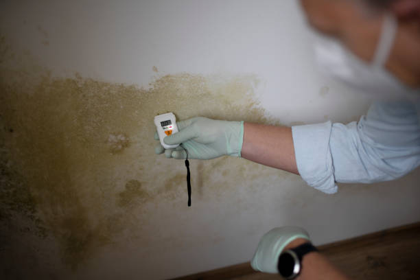 Best Mold Testing  in Fairchild Af, WA