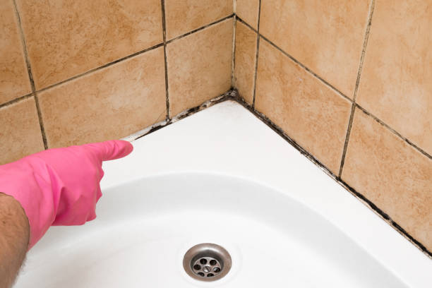 Best Fast Mold Removal  in Fairchild Af, WA